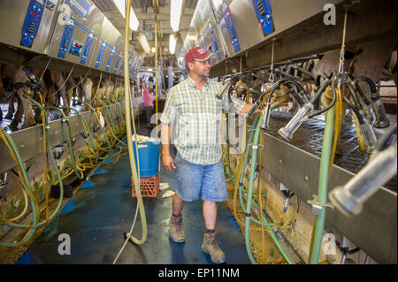 Landwirt Überprüfung Molkereianlagen in einem Melkstand Betrieb in Ridgley, Maryland, USA Stockfoto