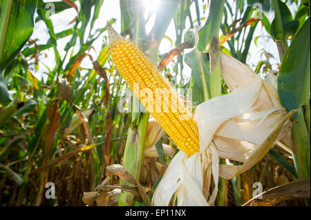 Nahaufnahme von ausgelöster Feld Mais in einem Kornfeld in Ridgley, Maryland, USA Stockfoto