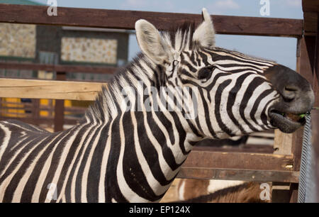 Zebra im Zoo hautnah Stockfoto