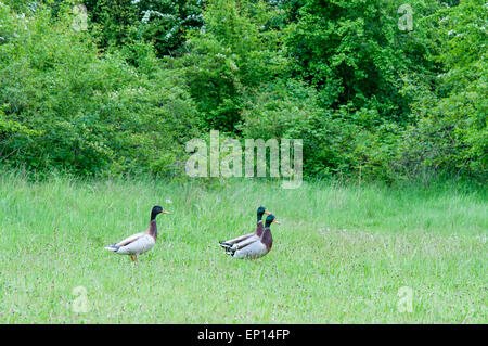 Drei männliche Stockente Enten umher eine Rasenfläche Stockfoto