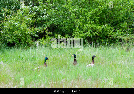 Drei männliche Stockente Enten umher eine Rasenfläche Stockfoto