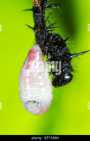 Ichneumon Schlupfwespe (Ichneumon SP.) Larve spinnen Kokons nach Körper der Pfau Schmetterling (Aglais Io) Larve Host verlassen. Stockfoto