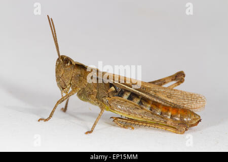 Feld-Grashüpfer (Chorthippus Brunneus). Erwachsenes Weibchen in das Feld vor einem weißen Hintergrund fotografiert. Powys, Wales. Stockfoto