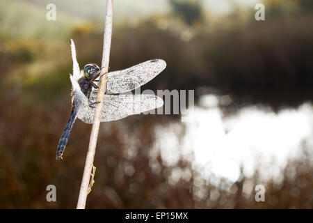 Männchen schwarz Darter Libelle (Sympetrum Danae) thront neben einem Teich auf einem taufrischen Morgen. Powys, Wales. September. Stockfoto