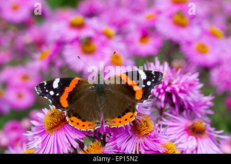Butterfly Red Admiral (Vanessa Atalanta) Erwachsene ernähren sich von Michealmas Daisy (Aster SP.) blüht im Garten, Powys, Wales. Stockfoto