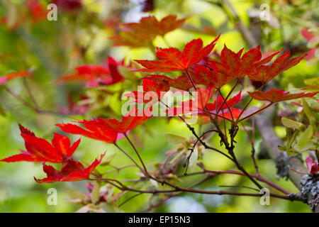 Siebold Ahorn (Acer Sieboldianum) Blätter an einem Baum rot im Herbst. Herefordshire, England. September. Stockfoto