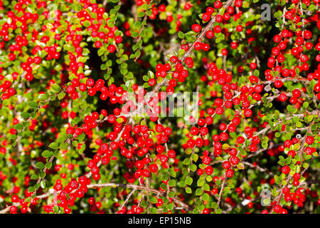 Wand-Zwergmispel (Zwergmispel Horizontalis) reife Beeren auf einem Strauch in einem Garten. Powys, Wales. Oktober. Stockfoto