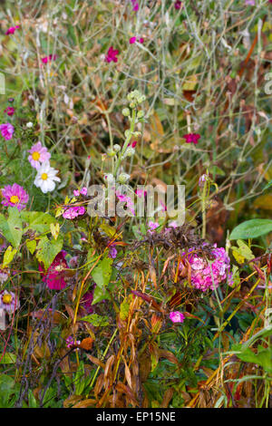 Sweet William (Dianthus Barbatus) und andere Blumen in einem Garten jährliche Grenze seeding und verfallenden im Herbst. Powys, Wales. Octo Stockfoto