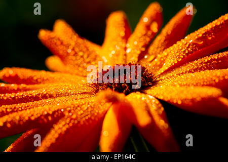 Ringelblume (Calendula SP.) Nahaufnahme einer Blume in Tau bedeckt. Garten verschiedene. Powys, Wales. Oktober. Stockfoto