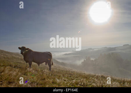 Hausrind. Charolais Stier stehend auf einem Hügel an einem nebligen Morgen. Auf einem Bio-Bauernhof in den walisischen Bergen. Powys, Wales. Stockfoto