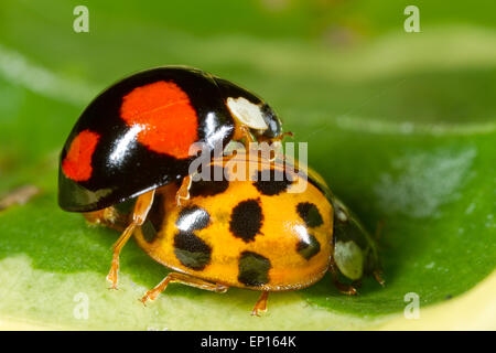 Harlekin Marienkäfer (Harmonia Axyridis) zwei Farbformen Paarung. Seaford, Ostsussex, England. Oktober. Stockfoto