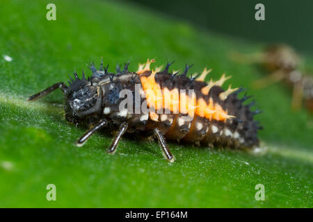 Harlekin-Marienkäfer (Harmonia Axyridis Form Succinea) im Herbst eingeführt Schädlingsarten. Powys, Wales. Stockfoto