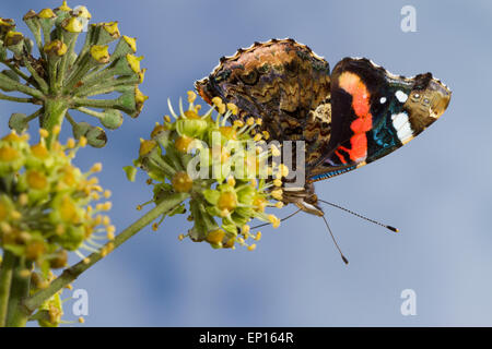 Butterfly Red Admiral (Vanessa Atalanta) Erwachsenen Schmetterling Fütterung auf gemeinsame Efeu (Hedera Helix) Blumen. Seaford, Ostsussex Stockfoto
