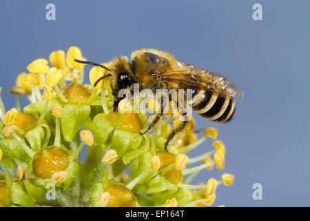 Ivy Bee (Colletes Hederae) Erwachsenfrau Fütterung auf gemeinsame Efeu (Hedera Helix) Blumen. Seaford, Ostsussex, England. Oktober. Stockfoto