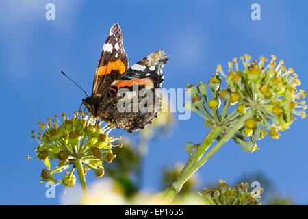 Butterfly Red Admiral (Vanessa Atalanta) Erwachsenen Schmetterling Fütterung auf gemeinsame Efeu (Hedera Helix) Blumen. Seaford, Ostsussex. Stockfoto