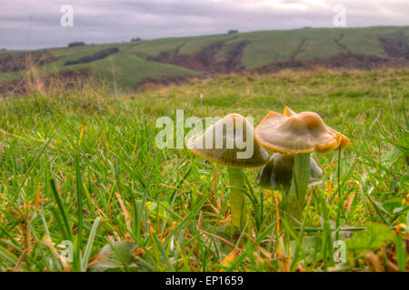 Papagei Waxcap (Hygrocybe Psittacina Agg.) Ruiting Körper in Grünland. Powys, Wales. Oktober. Stockfoto