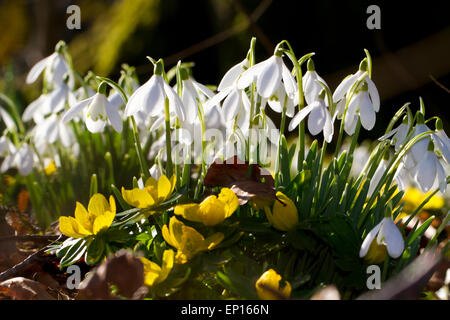Schneeglöckchen (Galanthus Nivalis) und Winter Aconites (Eranthis Cilicica) in einem Wald Garten blühen. Carmarthenshire, Wales. Stockfoto