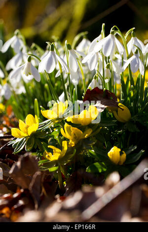 Schneeglöckchen (Galanthus Nivalis) und Winter Aconites (Eranthis Cilicica) in einem Wald Garten blühen. Carmarthenshire, Wales. Stockfoto