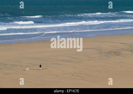 Mann zu Fuß zwei Hunde auf einem Sandstrand, St. Ives Bay, Cornwall, England. März. Stockfoto