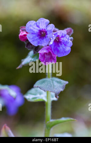 Gemeinsamen Lungenkraut (Pulmonaria Officinalis) blüht in einem Garten. Powys, Wales. März. Stockfoto