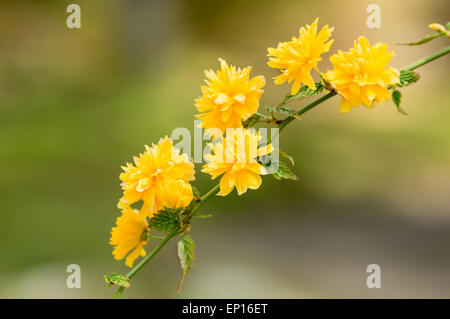 Kerria Japonica, einem schönen gelb blühender Strauch. Hier gesehen als eine einzige Zweigstelle in voller Blüte. Dies ist die Sorte Pleniflora Stockfoto