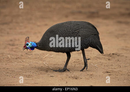 Behelmte Perlhühner (Numida Meleagris), Erwachsene, Nahrungssuche, Krüger Nationalpark, Südafrika Stockfoto