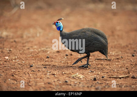 Behelmte Perlhühner (Numida Meleagris), Erwachsene, Wandern, Krüger Nationalpark, Südafrika Stockfoto