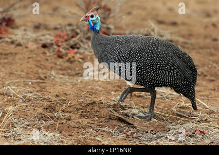 Behelmte Perlhühner (Numida Meleagris), Erwachsene, Wandern, Krüger Nationalpark, Südafrika Stockfoto