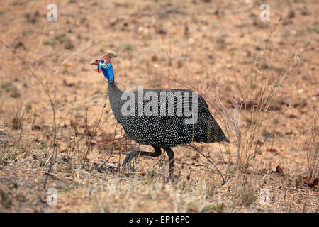 Behelmte Perlhühner (Numida Meleagris), Erwachsene, Wandern, Krüger Nationalpark, Südafrika Stockfoto