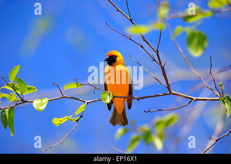 Südlichen maskierte Weber (Ploceus Velatus), Erwachsene, Männlich, mit der Aufforderung, Tswalu Game Reserve, Kalahari-Wüste, Südafrika Stockfoto