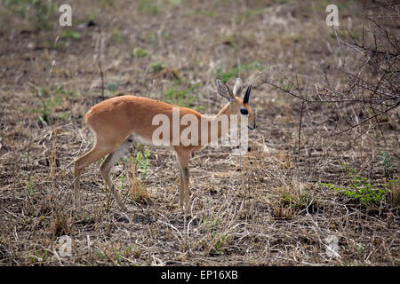 Steinböckchen, (Raphicerus Campestris), Männchen, Krüger Nationalpark, Südafrika Stockfoto