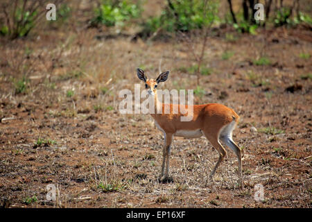 Steinböckchen, (Raphicerus Campestris), Erwachsene, Frau, Krüger Nationalpark, Südafrika Stockfoto