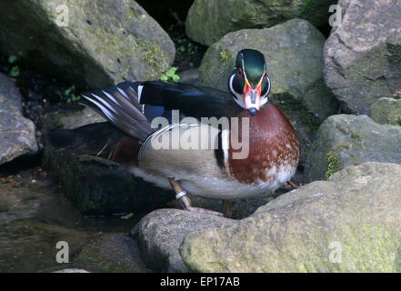 Ältere männliche North American Wood Duck oder Carolina Ente (Aix Sponsa) in voller Zucht Gefieder Stockfoto