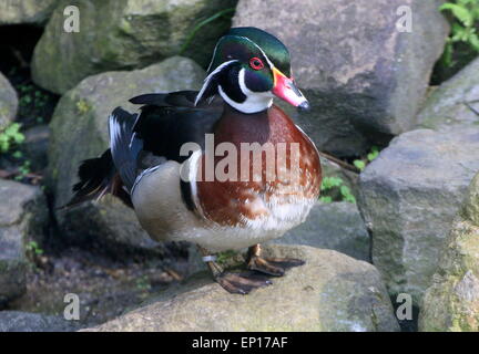 Reife North American Wood Duck oder Carolina Ente (Aix Sponsa) in voller Zucht Gefieder Stockfoto