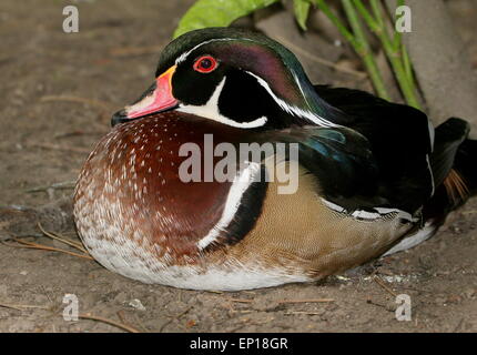 Reife North American Wood Duck oder Carolina Ente (Aix Sponsa) in voller Zucht Gefieder Stockfoto