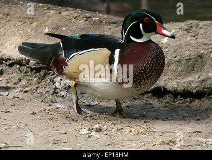 Ältere männliche North American Wood Duck oder Carolina Ente (Aix Sponsa) in voller Zucht Gefieder Stockfoto