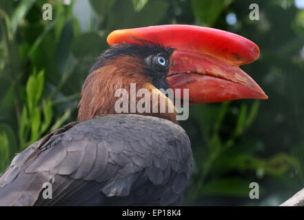 Asiatische Rufous Hornbill (Buceros Hydrocorax), auch bekannt als Philippine hornbill Stockfoto