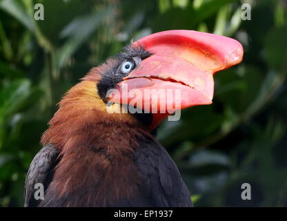 Der Kopf einer weiblichen Asiatischen Rufous Nashornvogel (Buceros hydrocorax), in der Nähe auch als Philippinische hornbill bekannt Stockfoto