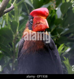 Der Kopf eines asiatischen Rufous Nashornvogel (Buceros hydrocorax), in der Nähe auch als Philippinische hornbill bekannt Stockfoto