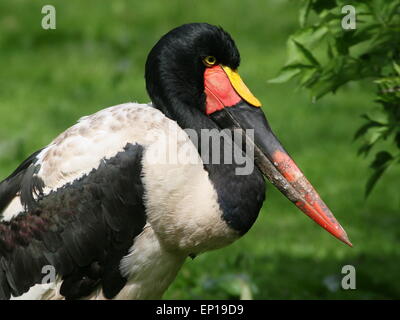 Porträt-Nahaufnahme des Kopfes von einem weiblichen westafrikanischen Sattel-billed Storch (Nahrung Senegalensis) Stockfoto