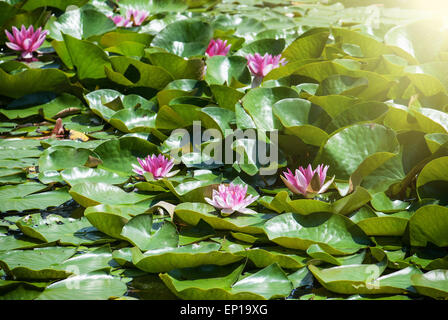 Rosa Seerose in die Sonnenstrahlen. Natürlichen Hintergrund. Stockfoto
