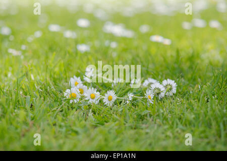 Daisy-Chain auf dem Rasen Stockfoto