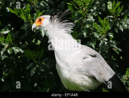 Afrikanischer Sekretär Vogel (Sagittarius Serpentarius) im Profil gesehen Stockfoto