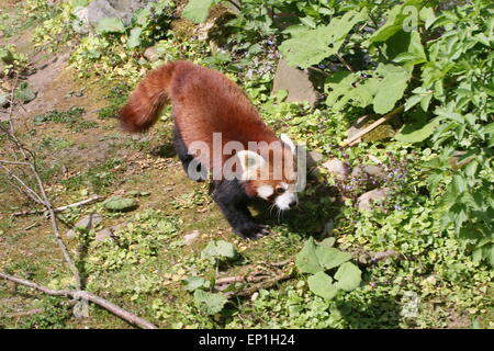 Asiatische rote Panda (Ailurus Fulgens) zu Fuß auf den Boden Stockfoto