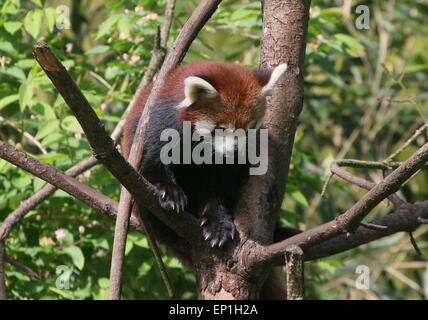 Asiatische rote Panda (Ailurus Fulgens) in einem Baum Stockfoto