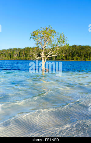 Einsamer Baum in Lake McKenzie, Fraser Island, Queensland, Queensland, Australien Stockfoto