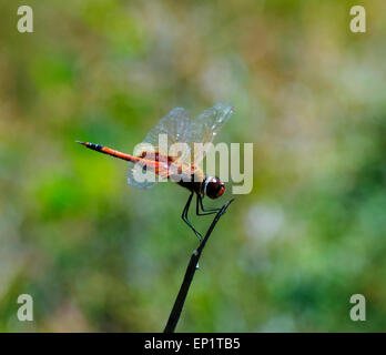 Rote Libelle, Fraser Island, Queensland, Queensland, Australien Stockfoto