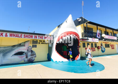 Vic Hislop Hai und Wal zeigen, Hervey Bay, Queensland, Queensland, Australien Stockfoto