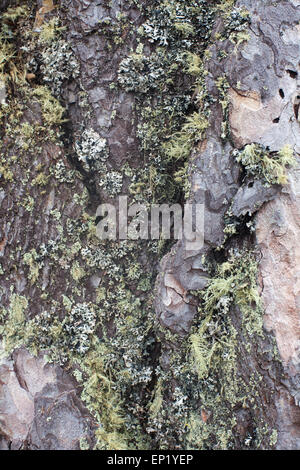 Nahaufnahme der Alpenkiefer Baumstamm mit Rinde bedeckt von Moos und Flechten. Stockfoto