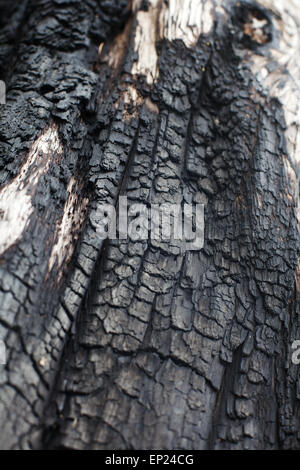 Burnt Pine Tree Protokoll. Stockfoto